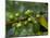 Coffee Beans, Highlands, Papua New Guinea, Pacific-Michael Runkel-Mounted Photographic Print