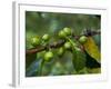 Coffee Beans, Highlands, Papua New Guinea, Pacific-Michael Runkel-Framed Photographic Print