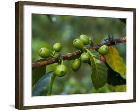 Coffee Beans, Highlands, Papua New Guinea, Pacific-Michael Runkel-Framed Photographic Print