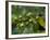 Coffee Beans, Highlands, Papua New Guinea, Pacific-Michael Runkel-Framed Photographic Print