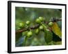 Coffee Beans, Highlands, Papua New Guinea, Pacific-Michael Runkel-Framed Photographic Print