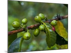 Coffee Beans, Highlands, Papua New Guinea, Pacific-Michael Runkel-Mounted Photographic Print