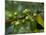 Coffee Beans, Highlands, Papua New Guinea, Pacific-Michael Runkel-Mounted Photographic Print