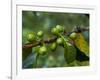 Coffee Beans, Highlands, Papua New Guinea, Pacific-Michael Runkel-Framed Photographic Print