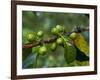 Coffee Beans, Highlands, Papua New Guinea, Pacific-Michael Runkel-Framed Photographic Print