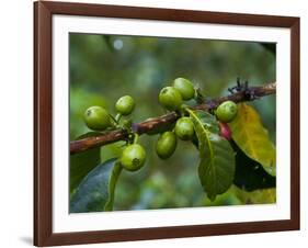 Coffee Beans, Highlands, Papua New Guinea, Pacific-Michael Runkel-Framed Photographic Print