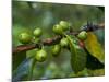 Coffee Beans, Highlands, Papua New Guinea, Pacific-Michael Runkel-Mounted Photographic Print