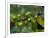 Coffee Beans, Highlands, Papua New Guinea, Pacific-Michael Runkel-Framed Photographic Print