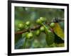 Coffee Beans, Highlands, Papua New Guinea, Pacific-Michael Runkel-Framed Photographic Print