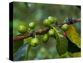 Coffee Beans, Highlands, Papua New Guinea, Pacific-Michael Runkel-Stretched Canvas