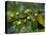 Coffee Beans, Highlands, Papua New Guinea, Pacific-Michael Runkel-Stretched Canvas