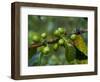 Coffee Beans, Highlands, Papua New Guinea, Pacific-Michael Runkel-Framed Photographic Print