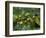 Coffee Beans, Highlands, Papua New Guinea, Pacific-Michael Runkel-Framed Photographic Print