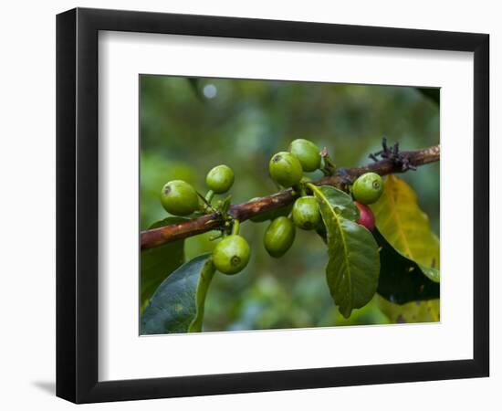 Coffee Beans, Highlands, Papua New Guinea, Pacific-Michael Runkel-Framed Photographic Print