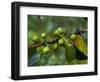 Coffee Beans, Highlands, Papua New Guinea, Pacific-Michael Runkel-Framed Photographic Print