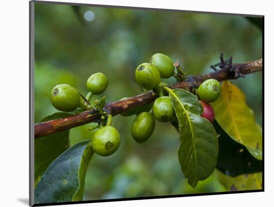 Coffee Beans, Highlands, Papua New Guinea, Pacific-Michael Runkel-Mounted Photographic Print