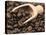 Coffee Beans in a Scoop-Steven Morris-Stretched Canvas