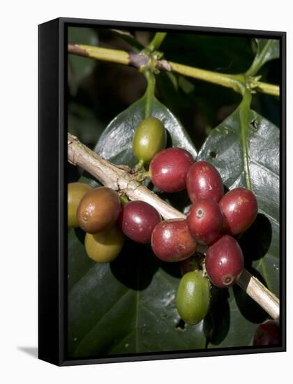 Coffee Beans on Coffee Bush, Costa Rica-Rob Sheppard-Framed Stretched Canvas