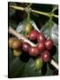 Coffee Beans on Coffee Bush, Costa Rica-Rob Sheppard-Stretched Canvas