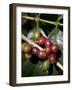 Coffee Beans on Coffee Bush, Costa Rica-Rob Sheppard-Framed Photographic Print