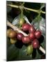 Coffee Beans on Coffee Bush, Costa Rica-Rob Sheppard-Mounted Photographic Print