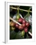 Coffee Beans on Coffee Bush, Costa Rica-Rob Sheppard-Framed Photographic Print