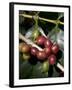 Coffee Beans on Coffee Bush, Costa Rica-Rob Sheppard-Framed Photographic Print