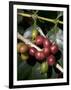 Coffee Beans on Coffee Bush, Costa Rica-Rob Sheppard-Framed Photographic Print