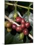 Coffee Beans on Coffee Bush, Costa Rica-Rob Sheppard-Mounted Photographic Print