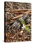 Coffee Beans, Vanilla Pods and Cinnamon Sticks-Karl Newedel-Stretched Canvas