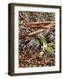 Coffee Beans, Vanilla Pods and Cinnamon Sticks-Karl Newedel-Framed Premium Photographic Print