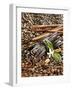 Coffee Beans, Vanilla Pods and Cinnamon Sticks-Karl Newedel-Framed Premium Photographic Print