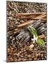 Coffee Beans, Vanilla Pods and Cinnamon Sticks-Karl Newedel-Mounted Premium Photographic Print