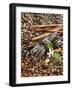 Coffee Beans, Vanilla Pods and Cinnamon Sticks-Karl Newedel-Framed Photographic Print