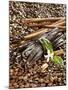 Coffee Beans, Vanilla Pods and Cinnamon Sticks-Karl Newedel-Mounted Photographic Print