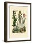 Coffee Bush, 1833-39-null-Framed Giclee Print