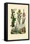 Coffee Bush, 1833-39-null-Framed Stretched Canvas