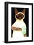 Coffee Cat 2 Siamese-Sharyn Bursic-Framed Photographic Print