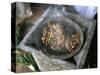 Coffee Ceremony, Lalibela, Wollo Region, Ethiopia, Africa-Bruno Barbier-Stretched Canvas