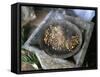 Coffee Ceremony, Lalibela, Wollo Region, Ethiopia, Africa-Bruno Barbier-Framed Stretched Canvas