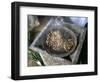 Coffee Ceremony, Lalibela, Wollo Region, Ethiopia, Africa-Bruno Barbier-Framed Photographic Print