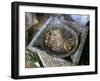 Coffee Ceremony, Lalibela, Wollo Region, Ethiopia, Africa-Bruno Barbier-Framed Photographic Print