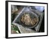 Coffee Ceremony, Lalibela, Wollo Region, Ethiopia, Africa-Bruno Barbier-Framed Photographic Print