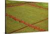 Coffee Field on the Island of Kauai-Terry Eggers-Stretched Canvas