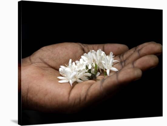 Coffee Flower Is Held Delciately in the Palm of a Sao Tomense Hand, Sao Tome-Camilla Watson-Stretched Canvas