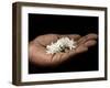 Coffee Flower Is Held Delciately in the Palm of a Sao Tomense Hand, Sao Tome-Camilla Watson-Framed Photographic Print