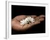 Coffee Flower Is Held Delciately in the Palm of a Sao Tomense Hand, Sao Tome-Camilla Watson-Framed Photographic Print