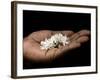 Coffee Flower Is Held Delciately in the Palm of a Sao Tomense Hand, Sao Tome-Camilla Watson-Framed Photographic Print