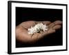 Coffee Flower Is Held Delciately in the Palm of a Sao Tomense Hand, Sao Tome-Camilla Watson-Framed Photographic Print