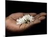 Coffee Flower Is Held Delciately in the Palm of a Sao Tomense Hand, Sao Tome-Camilla Watson-Mounted Photographic Print